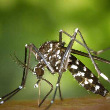Can mosquitoes learn to ignore repellents? New study raises concerns over DEET effectiveness