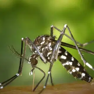 Can mosquitoes learn to ignore repellents? New study raises concerns over DEET effectiveness