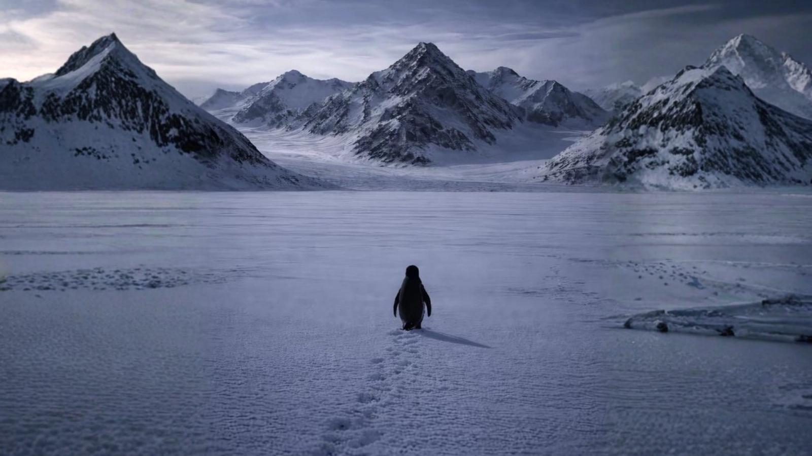 Viral ‘nihilist penguin’ video may mirror Alzheimer’s-like disorientation, says AIIMS expert