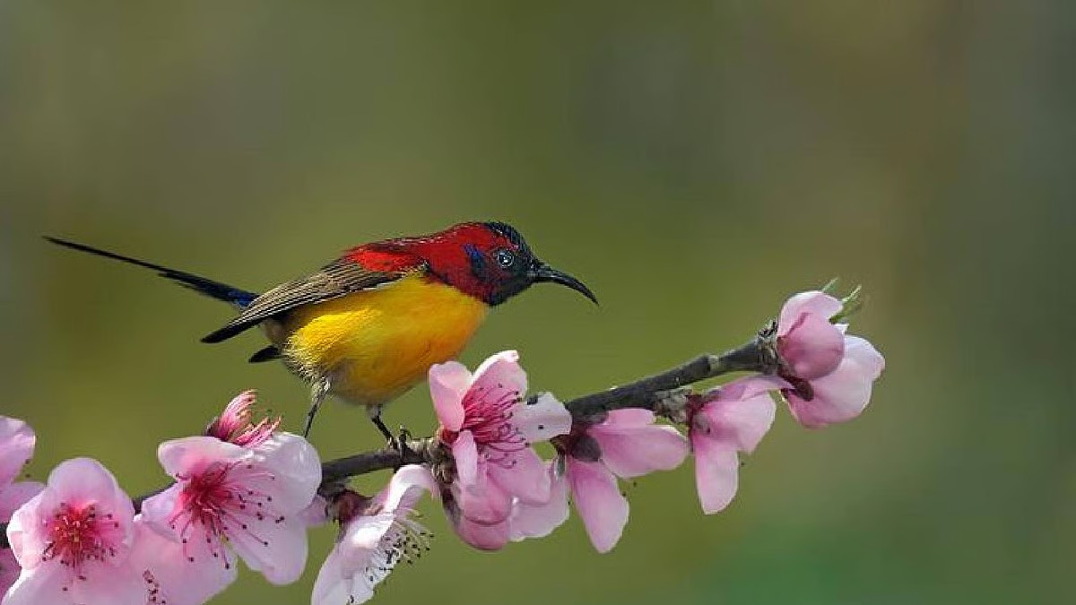 Heading for a birding trip? This little-known village near Ravangla is a paradise for bird lovers