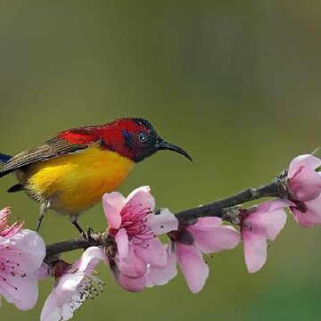 Heading for a birding trip? This little-known village near Ravangla is a paradise for bird lovers