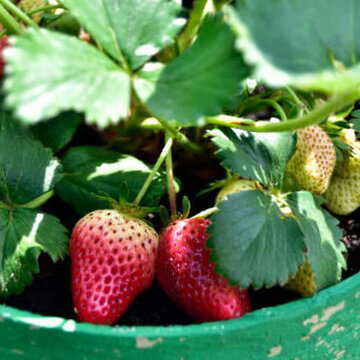 Want fresh strawberries? Here’s how to grow them easily in pots