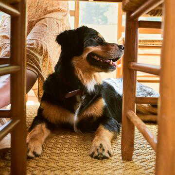 From registration to leash rules: What pet ownership in India really means