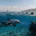 Does Iran really have 'kamikaze dolphins'? Here's what the US just revealed