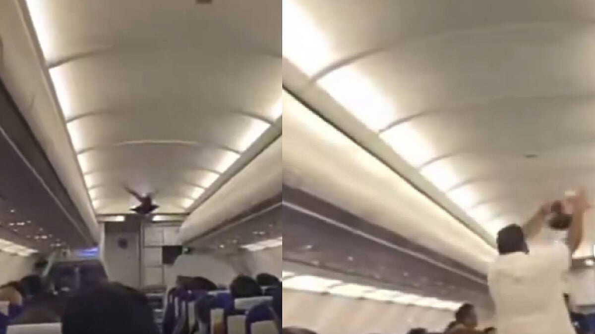 Watch | Pigeon enters IndiGo flight ahead of takeoff while airline faces unprecedented service breakdown