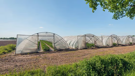 Jhargram pushes for polyhouse farming to boost farmers’ income