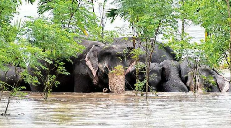 North Bengal Floods devastate wildlife: Rhinos, elephants, and deer struggle to survive