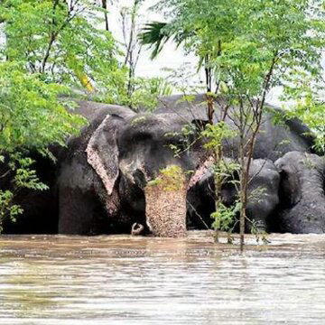 North Bengal Floods devastate wildlife: Rhinos, elephants, and deer struggle to survive