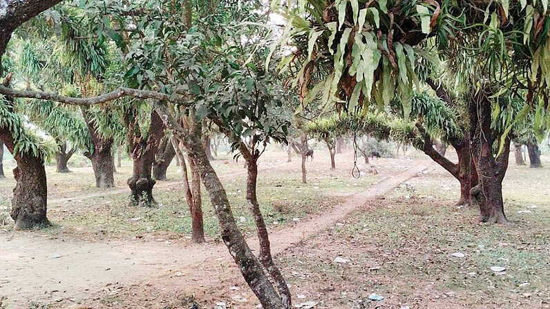 Controversy erupts over lease of mango orchard at Raja Ram Mohan Roy's homestead