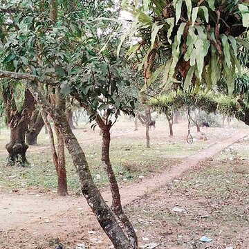 Controversy erupts over lease of mango orchard at Raja Ram Mohan Roy's homestead