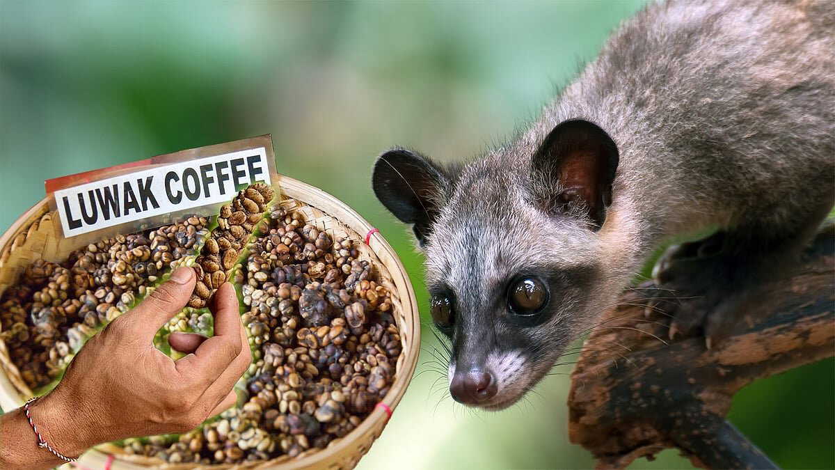 Kopi Luwak: The secret behind world's most expensive coffee