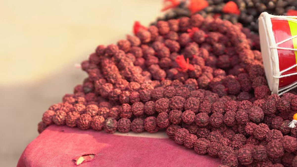 You can grow a Rudraksha tree at home too -Here’s how to care for it