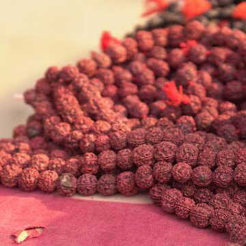 You can grow a Rudraksha tree at home too -Here’s how to care for it