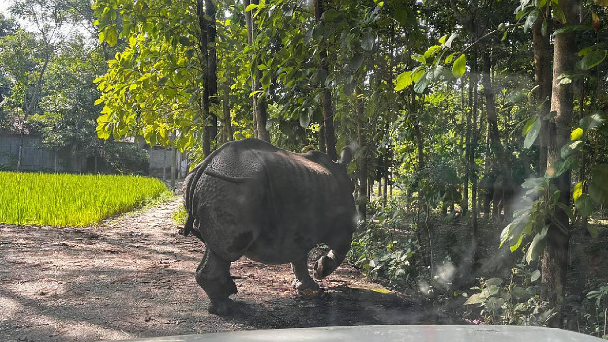 Five rhinos swept away in Torsa River, forest workers return them to jungle