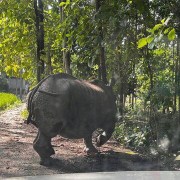 Five rhinos swept away in Torsa River, forest workers return them to jungle