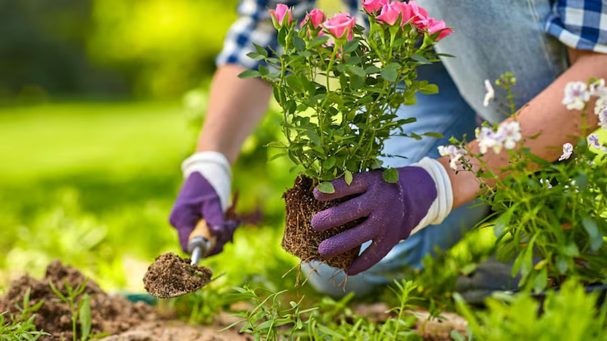 Travelling this winter? Here's how to protect your indoor plants while you’re away