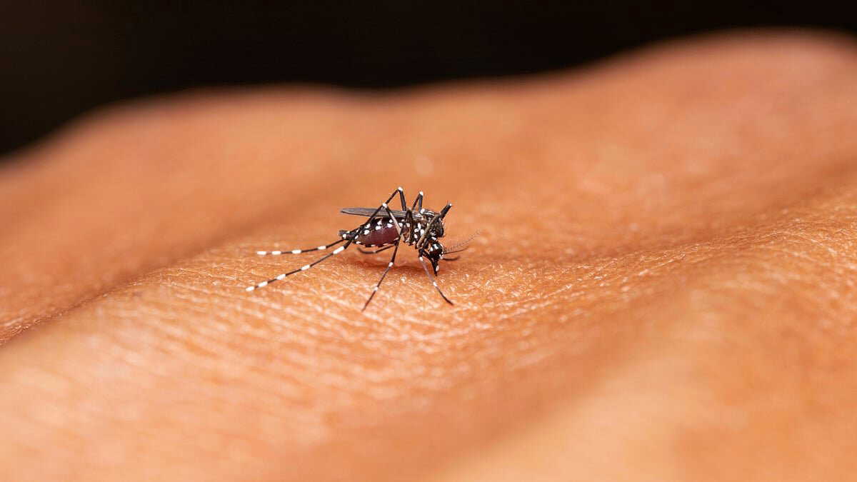 Fighting mosquitoes with mosquitoes! Brazil's innovative strategy to combat dengue