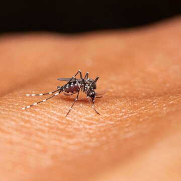 Fighting mosquitoes with mosquitoes! Brazil's innovative strategy to combat dengue