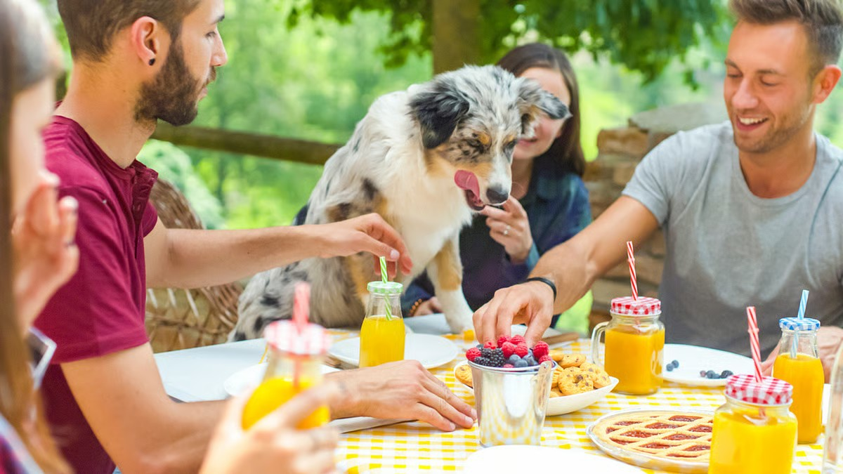 Are you feeding your pet what you eat? Regular food can bring dark times for your pet