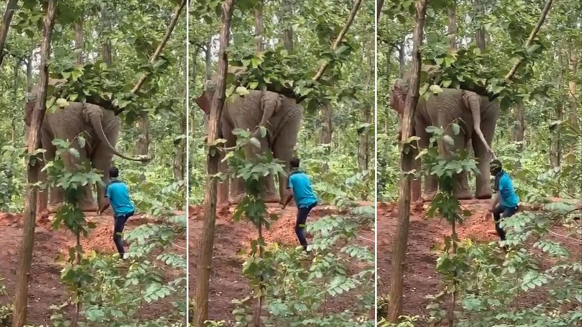 Forest department takes action against Pirakata youth for pulling elephant’s tail
