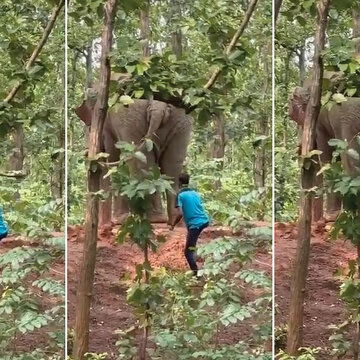 Forest department takes action against Pirakata youth for pulling elephant’s tail