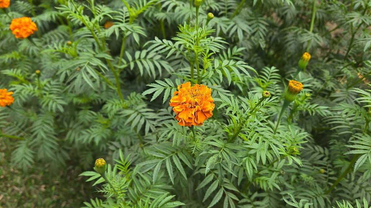 Marigold plants growing but not blooming? These common gardening mistakes could be the reason