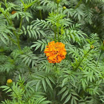Marigold plants growing but not blooming? These common gardening mistakes could be the reason