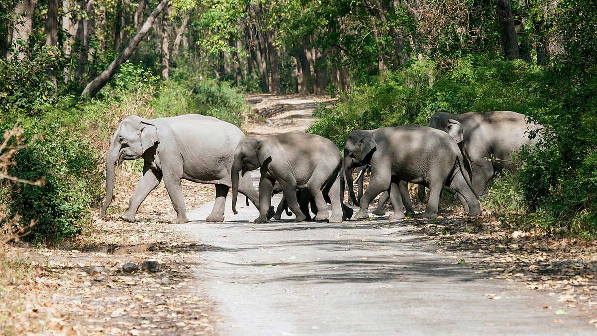 After Assam tragedy Jaldapara to install CCTV cameras on railway tracks to protect elephants