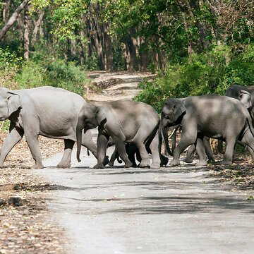 After Assam tragedy Jaldapara to install CCTV cameras on railway tracks to protect elephants