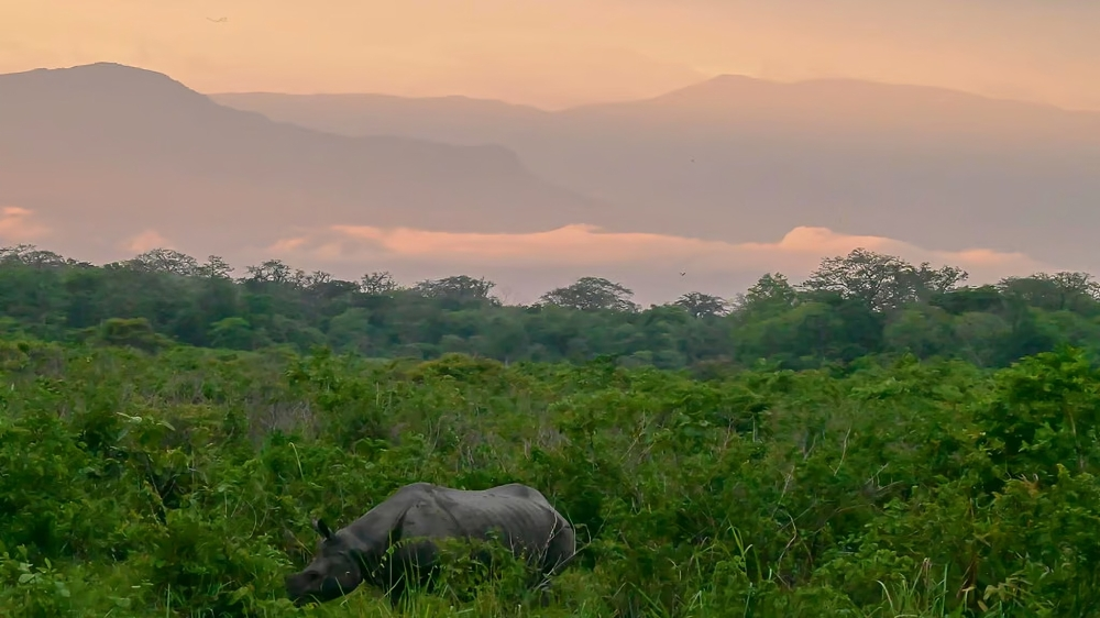 Dolomite silt buries Bengal's Jaldapara grasslands: Wild elephants, rhinos face worst food crisis in 50 years