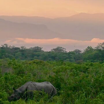 Dolomite silt buries Bengal's Jaldapara grasslands: Wild elephants, rhinos face worst food crisis in 50 years