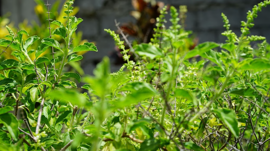 Ram tulsi or shyam tulsi: Which plant should be kept at home and why