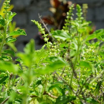 Ram tulsi or shyam tulsi: Which plant should be kept at home and why