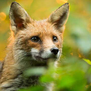 Jackal attacks injure two farmers in Aushgram, panic spreads across villages