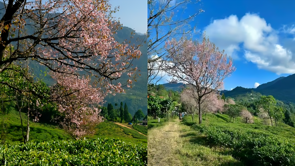 Cherry blossom season arrives in Kalimpong’s Samabiyong, tourists flock to tea estates
