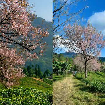 Cherry blossom season arrives in Kalimpong’s Samabiyong, tourists flock to tea estates