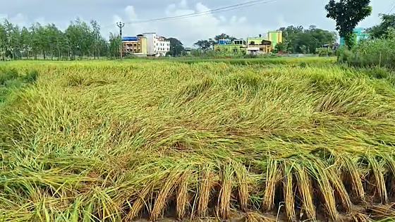 ‘Mantha’ downpour impacts Bankura, farmers fear crop damage