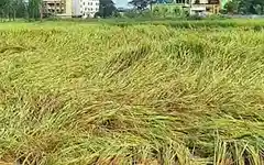 El Nino alert: Centre asks states to brace for drought risks, activates Kharif action plan