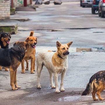 7-Year-old girl mauled by stray dogs in Telangana, CCTV captures attack