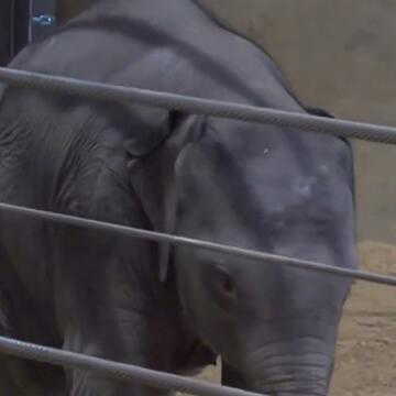 Meet Linh Mai: The rare elephant calf winning hearts worldwide