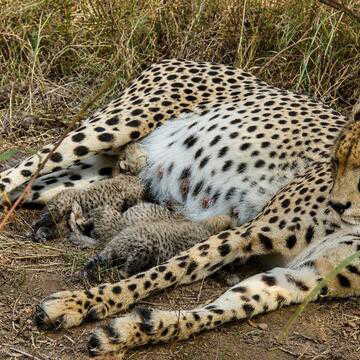 Four newborn cheetah cubs found dead at Kuno National Park