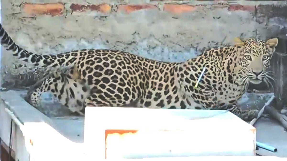 Leopard enters Nagpur home, injures seven before forest officials capture it