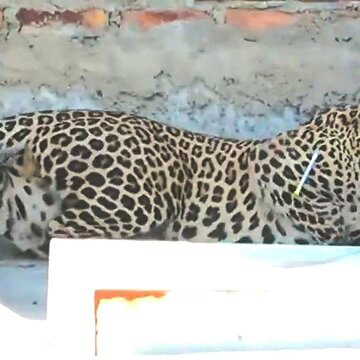 Leopard enters Nagpur home, injures seven before forest officials capture it