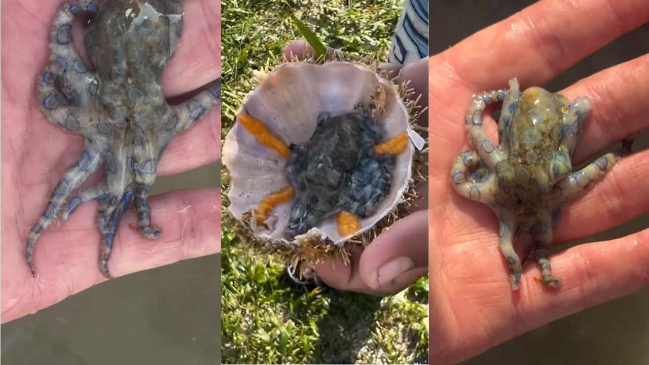 'You would have been dead': British man unknowingly plays with octopus 1,000 times deadlier than cyanide