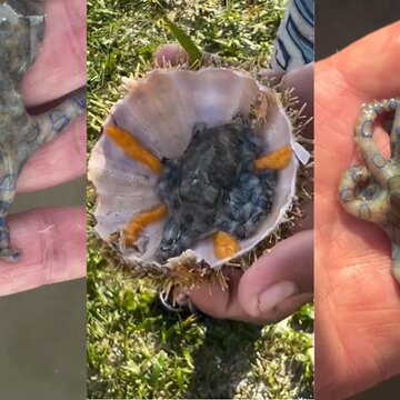 'You would have been dead': British man unknowingly plays with octopus 1,000 times deadlier than cyanide