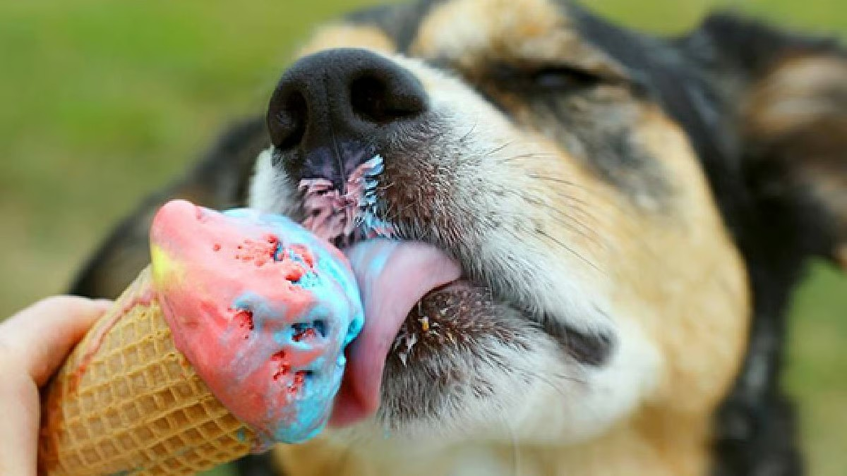 Sweet treats aren’t safe: How too much sugar can harm your dog or cat