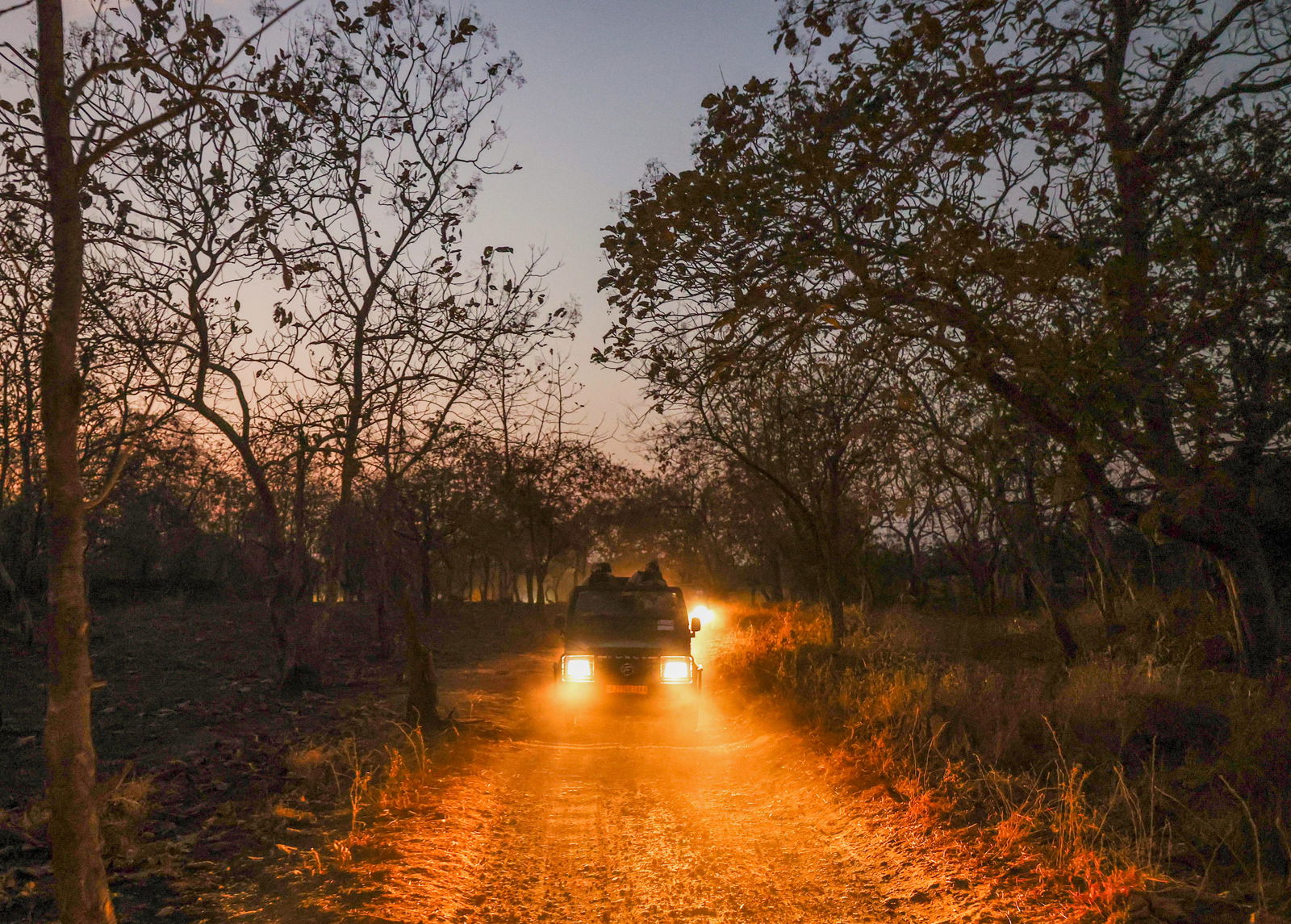 Top 10 wildlife parks in India to redefine your photography skills, a complete guide