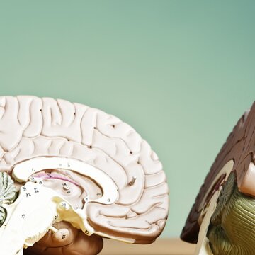 Can this popular diet could be your brain's best defense? Here's what new research says