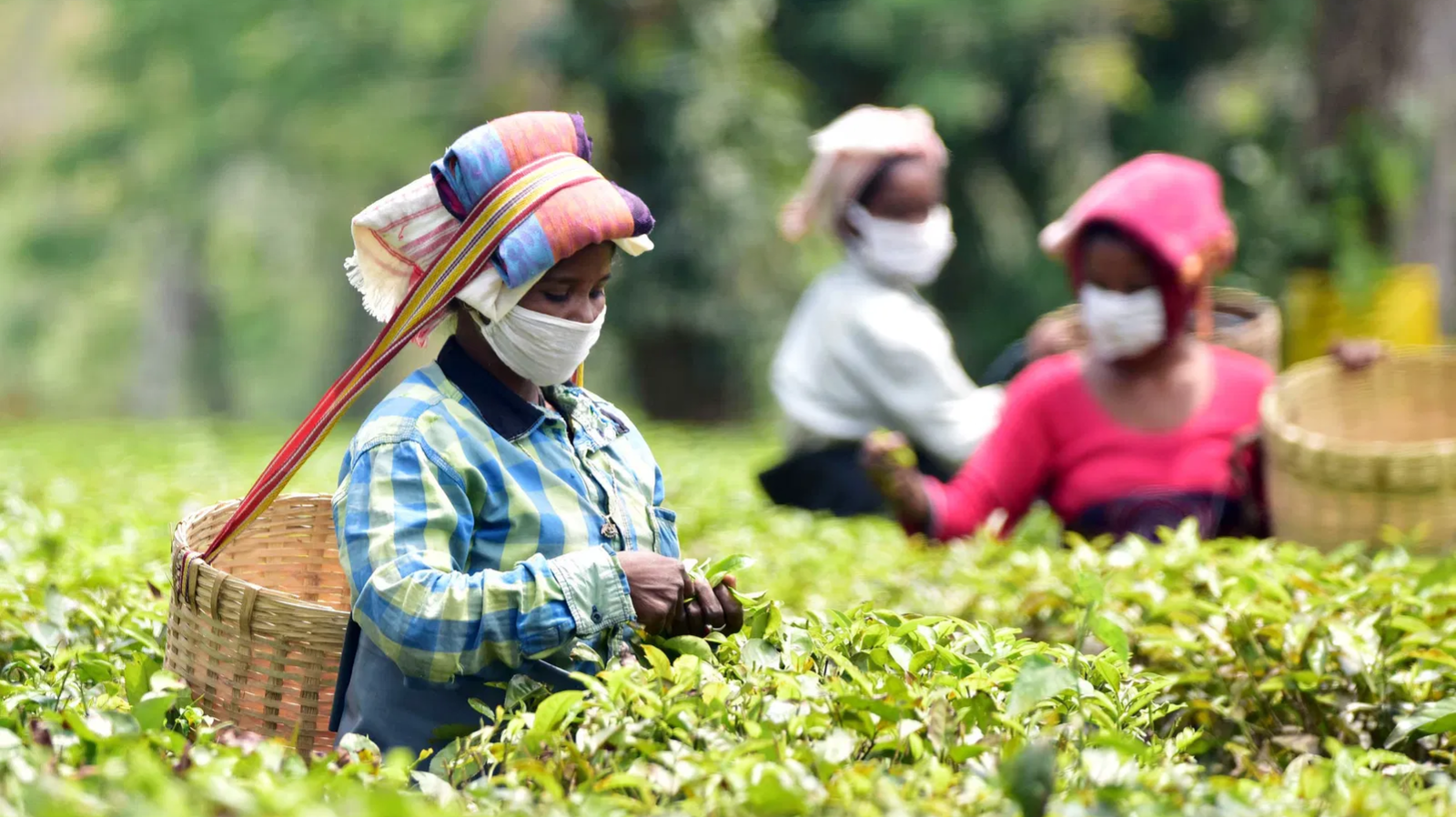 Tea production dips in Assam, but orthodox tea surges in August 2025