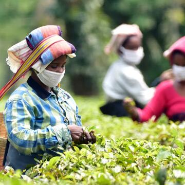 Tea production dips in Assam, but orthodox tea surges in August 2025